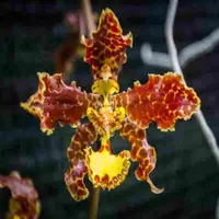 Oncidium stacyi sp.