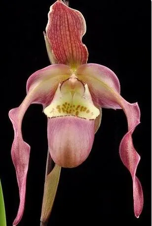 Phragmipedium QF Annette Maeda EO 0090 (Phragmipedium)