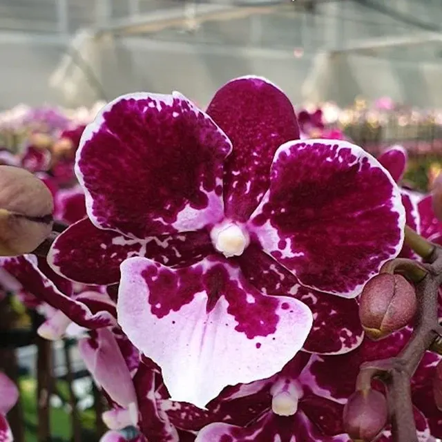 Phalaenopsis Lioulin Hot Lip - Big Lip