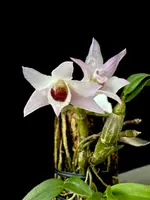 Dendrobium Kruger Hek