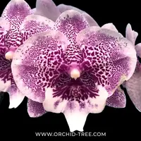 Phalaenopsis Shulong Genie Orchid Plant - FF