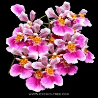 Rodrumnia Jairak Venus 'Sweet Pink' Orchid Plant - BS