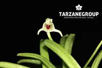 MASDEVALLIA / DIODONOPSIS PYGMAEA DWARF MINIATURE ORCHID MOUNTED
