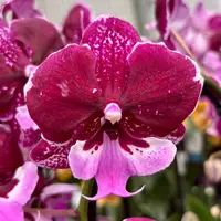 Phalaenopsis Chia-Shing Hot Kiss '256' (NL) — fara flori - ghiveci 12 cm