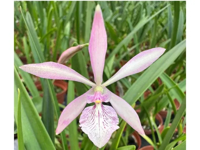 Encyclia La Favourita (Encyclia)