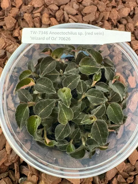 Anoectochilus 'Wizzard of Oz' (Anoectochilus)