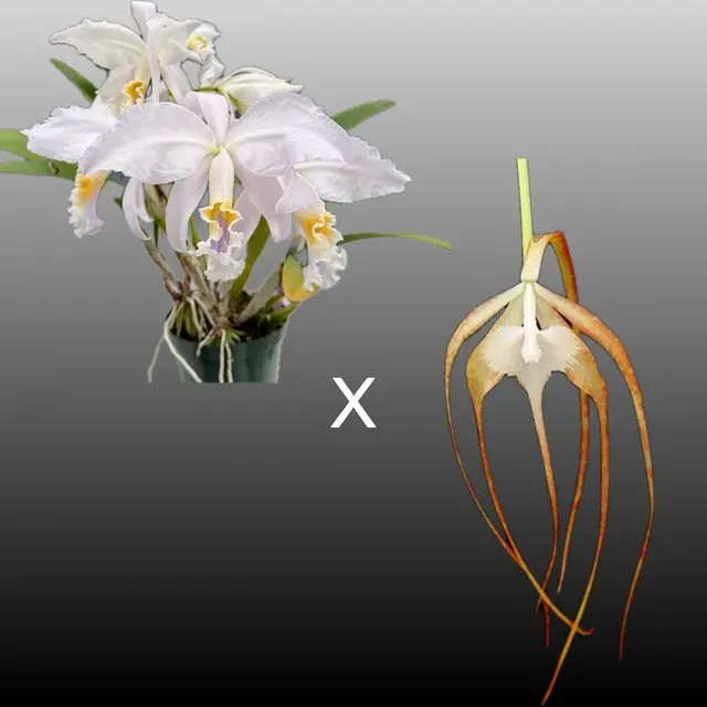 Brassocattleya Virgo (Brassocattleya)