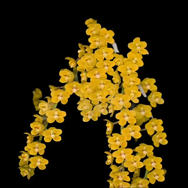 Chiloschista nakonpathomensis