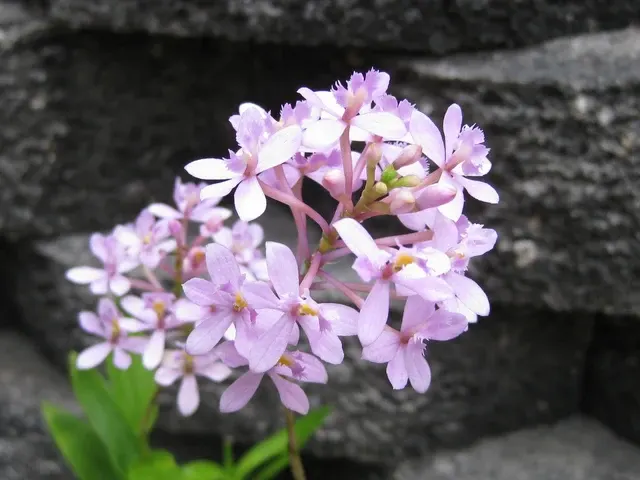 Epidendrum radicans 'Pink Powder Puff' (Epidendrum)