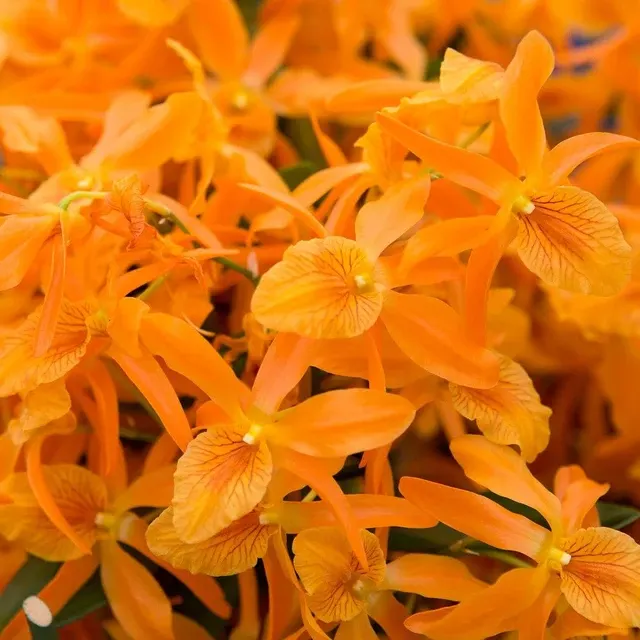 Dendrobium Stardust - Portocaliu, Usor Parfumat 'Firebird'