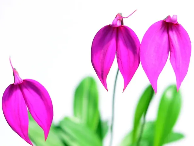 Masdevallia coccinea (Masdevallia)