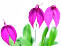 Masdevallia coccinea