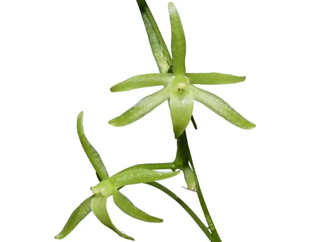 Aerangis pallidiflora (Aerangis)
