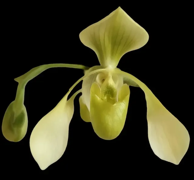Paphiopedilum QF Yellow Bird