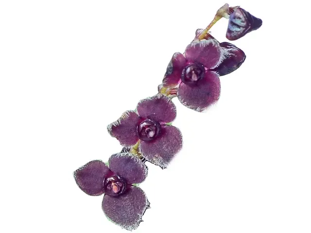 Stelis oblonga (Stelis)