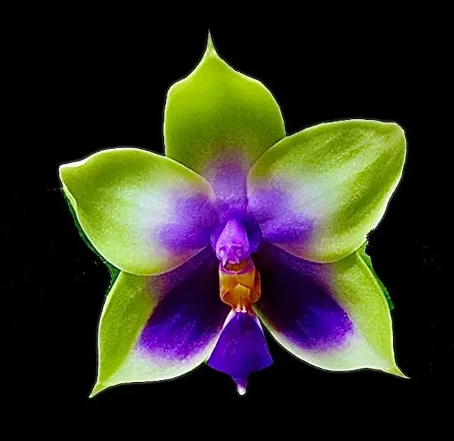 Phalaenopsis bellina var. coerulea x sib (Phalaenopsis)