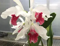 C. purpurata carnea x sib ( '2020' x 'Super Star') (C2279) (Cattleya - - purpurata ) SS
