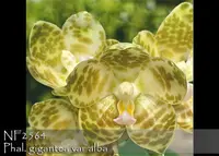 Phal. gigantea var alba 'Note: New best Sibling ' (gigantea var alba ' Prince ' x gigantea var alba ' Ta-Wai' )