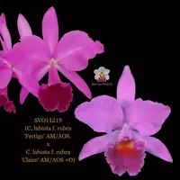 Cattleya Orchid Hybrid SVO11219 (C. labiata f. rubra 'Fertigo' AM/AOS, SM/JOGA x C. labiata f. rubra 'Claire' AM/AOS +O)