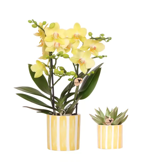 Phalaenopsis Albenga (Phalaenopsis)