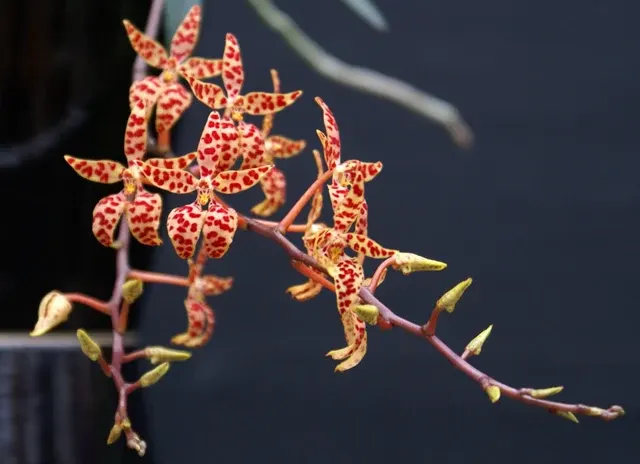 Renanthera monachica 'Compact Type' (Renanthera)