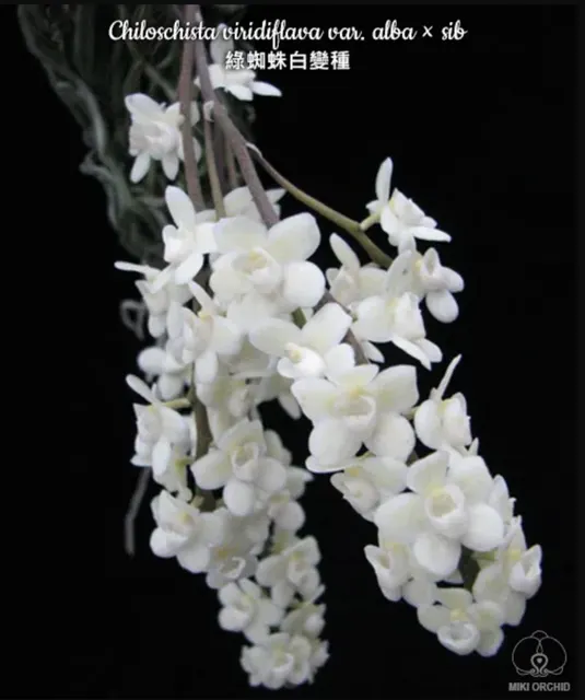 Chiloschista viridiflora var alba