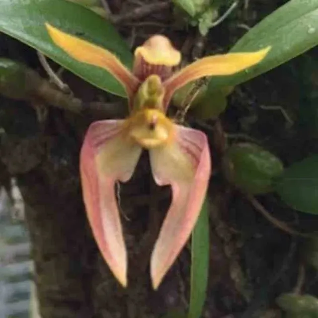 Bulbophyllum fascinator var (Bulbophyllum)