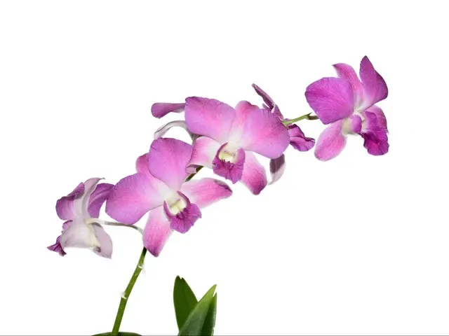 Dendrobium Airly Sweet Blue (Dendrobium)