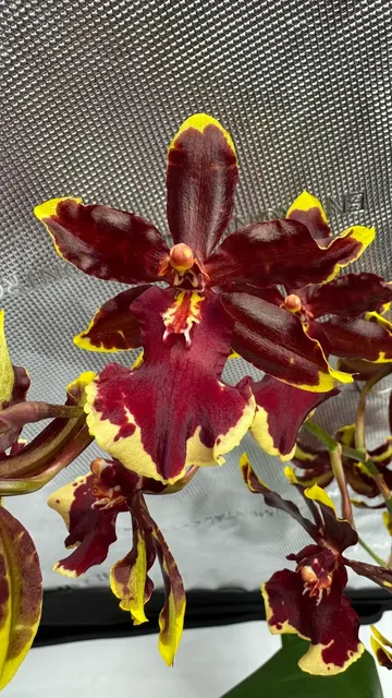 Oncostele Wildcat 'Golden Red Stars'