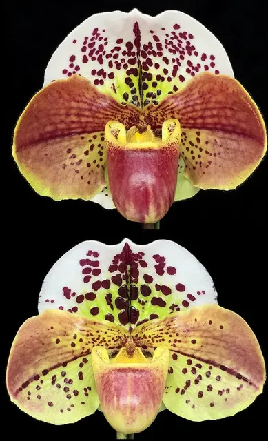 Paphiopedilum Starship