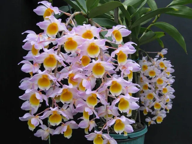 Dendrobium Mousmee X Cream Cascade 'Gympie'