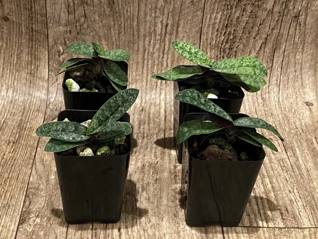 Paphiopedilum Hiroki Tanaka