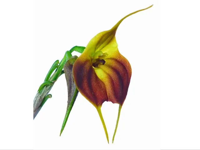 Masdevallia venus (Masdevallia)
