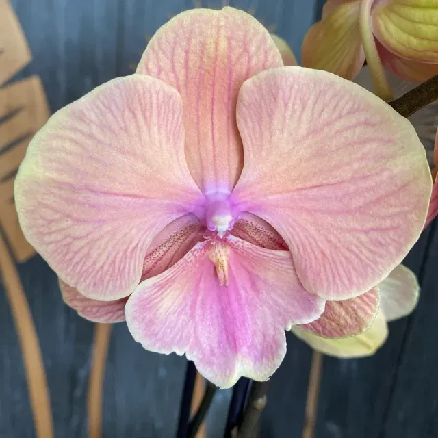 Phalaenopsis ‘Orange KizZ’
