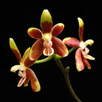 Phalaenopsis fuscata sp (Phalaenopsis)