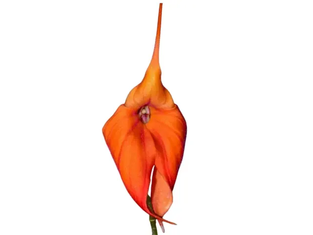 Masdevallia Mundyana (Masdevallia)