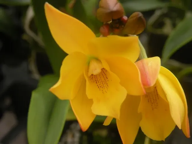 Brassolaeliocattleya Golden Tang