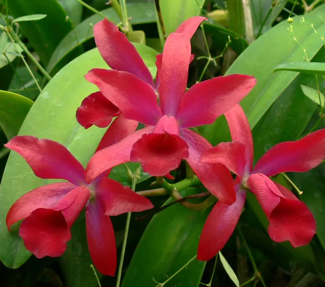 Cattleya Chongkolnee 'Kalya' (Cattleya)