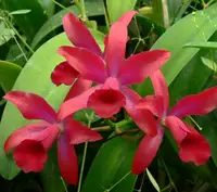 C. Chongkolnee 'Kalya' HCC/AOS