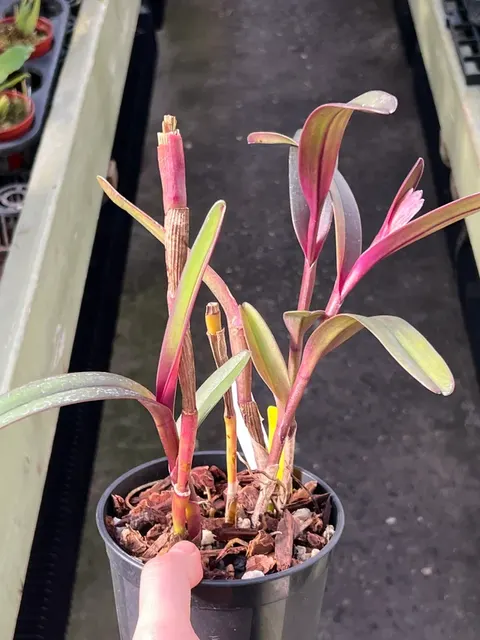 Epidendrum summerhayesii (Epidendrum)