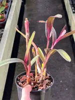 Epidendrum summerhayesii