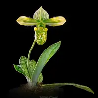 Paph venustum v. alba — Blooming size