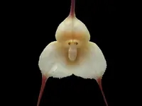 Dracula amaliae