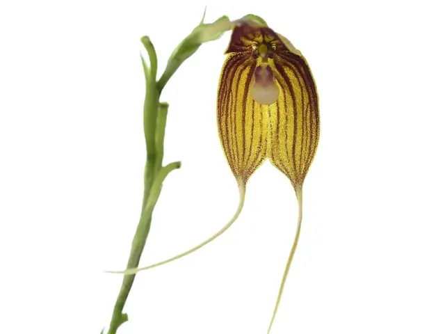 Dracula dodsonii (Dracula)