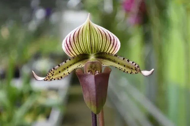 Paphiopedilum lawrenceanum x superbiens