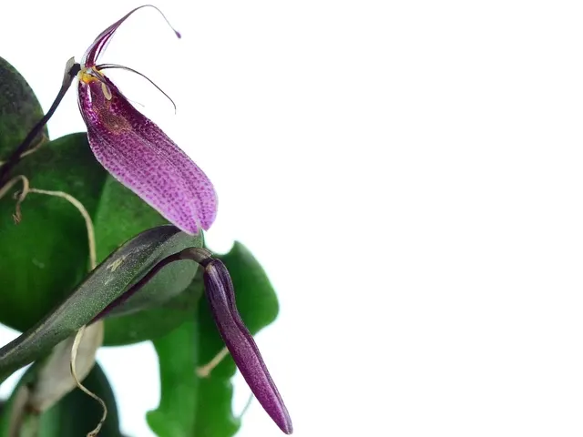 Restrepia elegans pink (Restrepia)