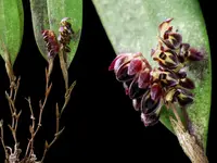 Trichosalpinx ciliaris