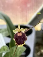 Tolumnia (Hispaniella) henekenii