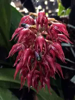 Bulbophyllum lasianthum
