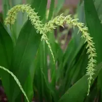 Coelogyne abreviatta — BS / Nonblooming